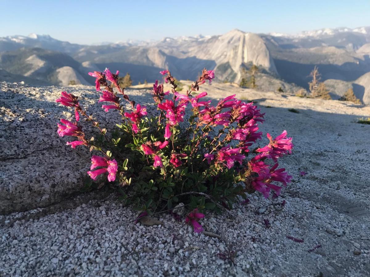 Apartamento Morning Star Vista Near Yosemite - Countryside With Mountain Views Mariposa Exterior foto